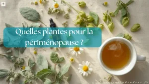 Composition à plat de plantes médicinales, fleurs et tasse d’infusion sur fond clair pour illustrer les plantes utiles en périménopause