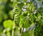 hop, umbel, climber plant, hops fruits, brew beer, hallertau, plant, green, brew, nature, bavaria, holledau, hop garden, harvest, hop harvest, hop vines, pluck, agriculture, hemp plants, blossom, bloom, beer, hop-growing area, hop, hop, hop, hop, hop, beer, beer, beer